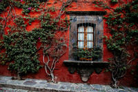 Vines // San Miguel de Allende, Mexico // 2024