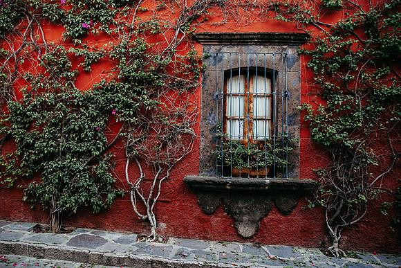 Vines // San Miguel de Allende, Mexico // 2024